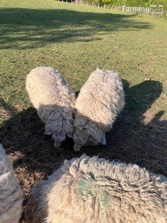 3 Romney Breeding Rams, Shearlings - {CATEGORY}