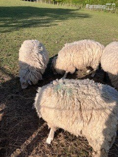 3 Romney Breeding Rams, Shearlings 