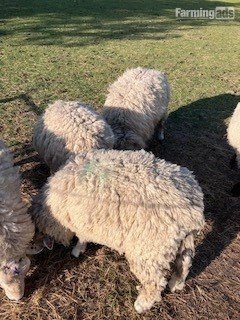 {CATEGORY} - 3 Romney Breeding Rams, Shearlings