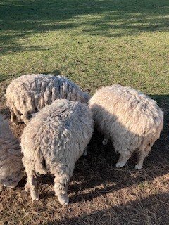 3 Romney Breeding Rams, Shearlings