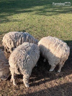 {CATEGORY} - 3 Romney Breeding Rams, Shearlings