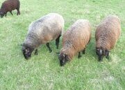 Three Beautiful Gotland Breeding Ewes. Born 2023, '25 and 26.