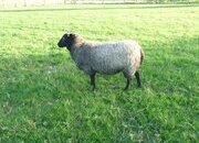 Three Beautiful Gotland Breeding Ewes. Born 2023, '25 and 26.
