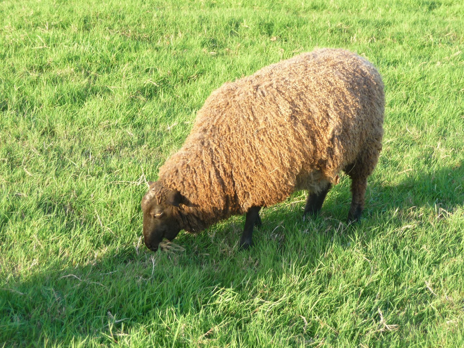  Three Beautiful Gotland Breeding Ewes. Born 2023, '25 and 26.