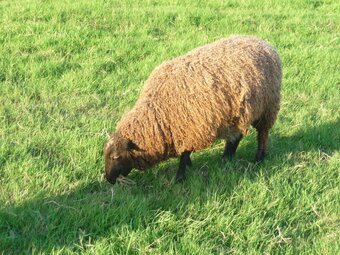 Three Beautiful Gotland Breeding Ewes. Born 2023, '25 and 26.