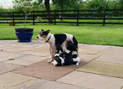 Jack Russell terriers 