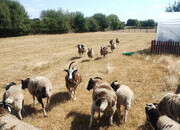 7 pure bred Jacobs sheep available