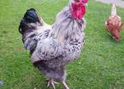Large Legbar Cockerel