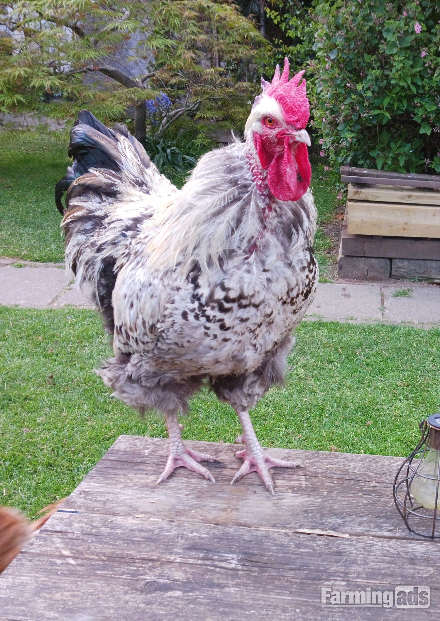 Large Legbar Cockerel