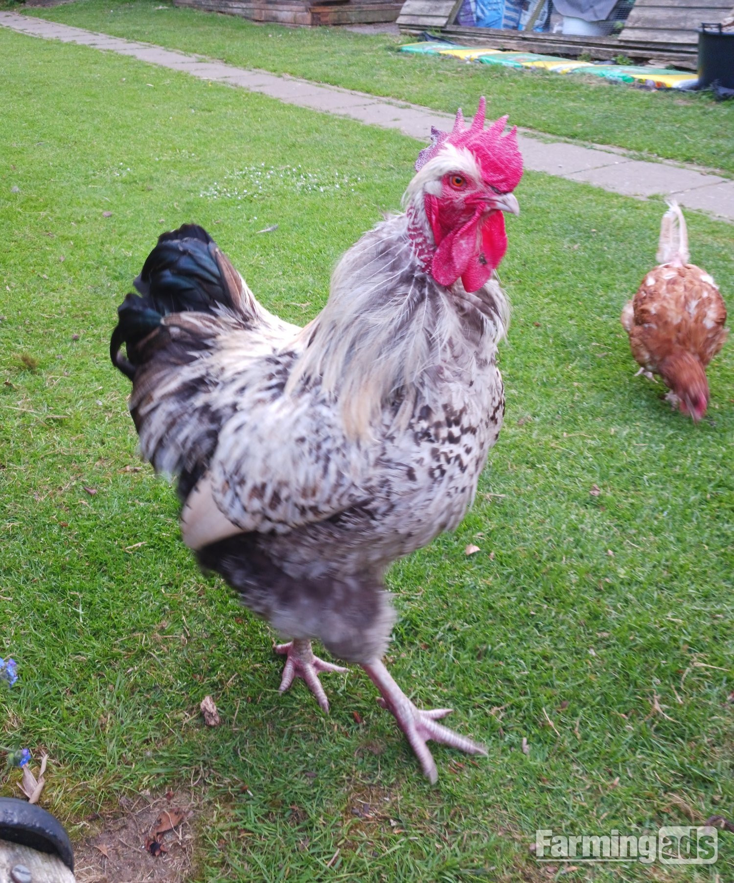 Large Legbar Cockerel
