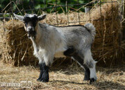 Two Wether Pygmy Goat kids in Dorset