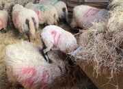 Badger face Welsh mountain sheep for sale Selection of ram lambs 
