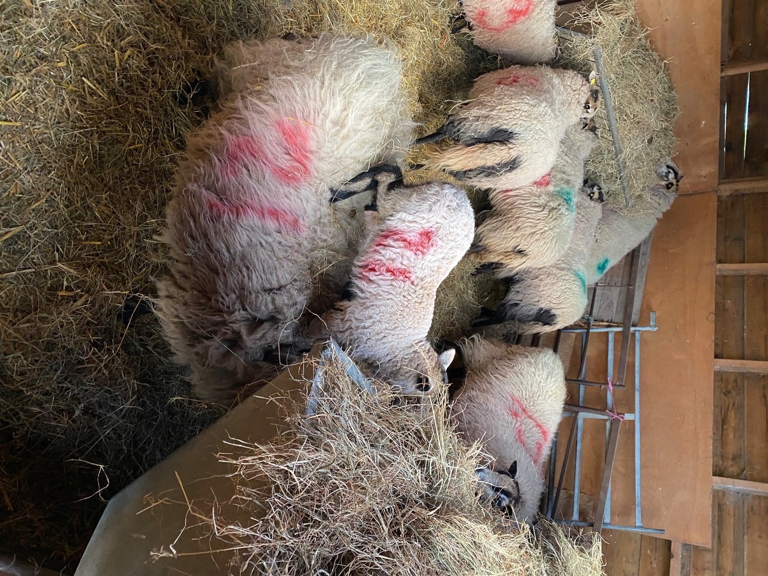 Badger face Welsh mountain sheep for sale Selection of ram lambs 