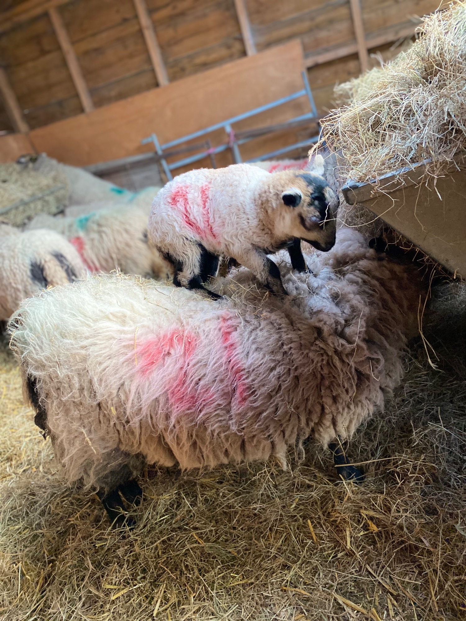  Badger face Welsh mountain sheep for sale Selection of ram lambs 