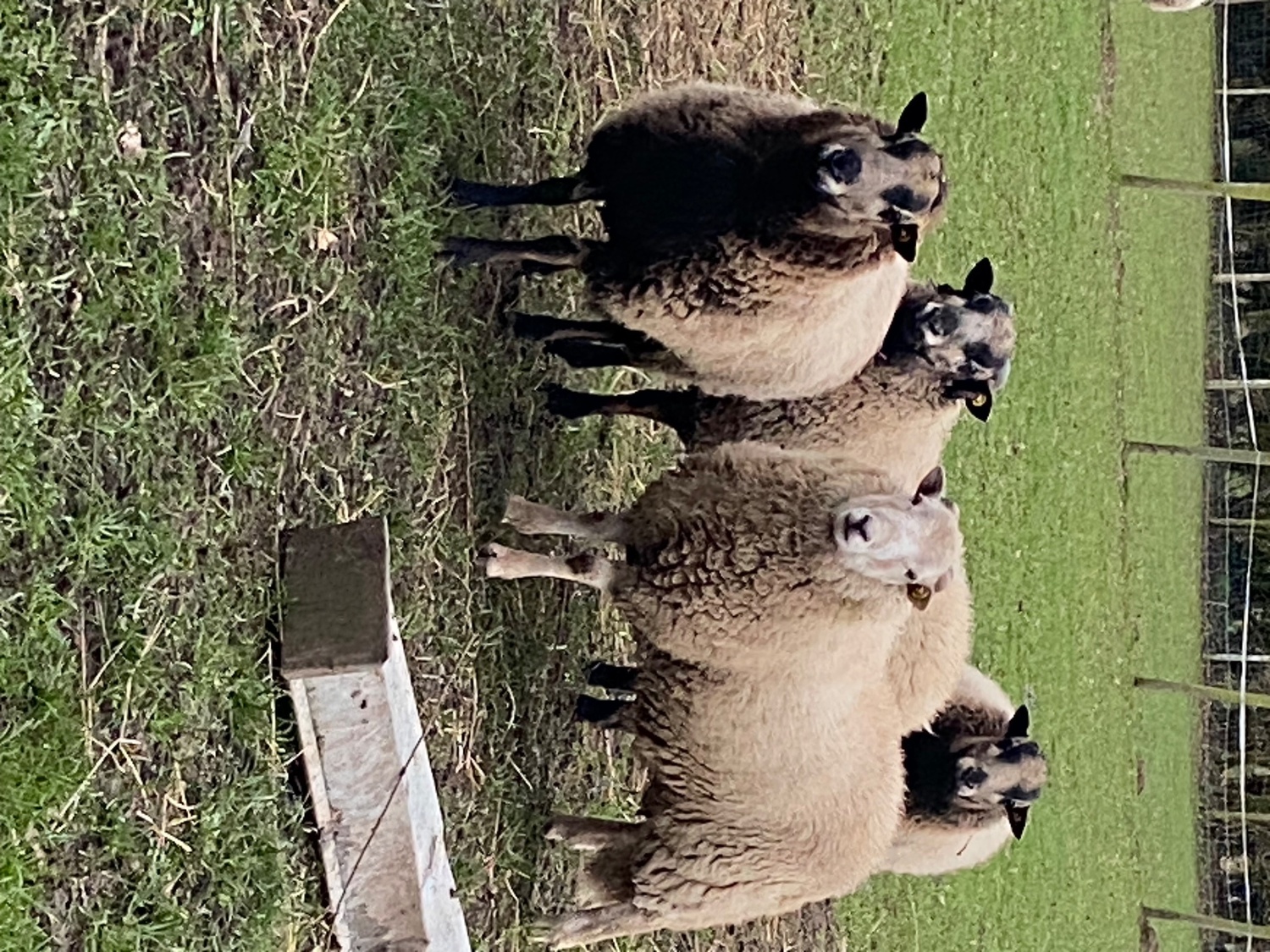 Badger face Welsh mountain sheep for sale Selection of ram lambs  - {CATEGORY}