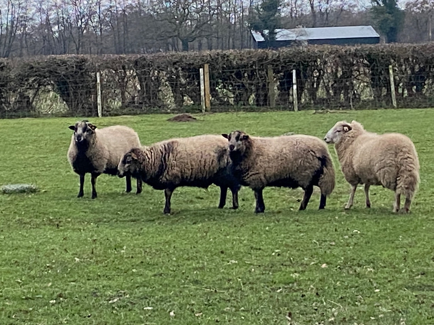 Badger face Welsh mountain sheep for sale Selection of ram lambs  - {CATEGORY}