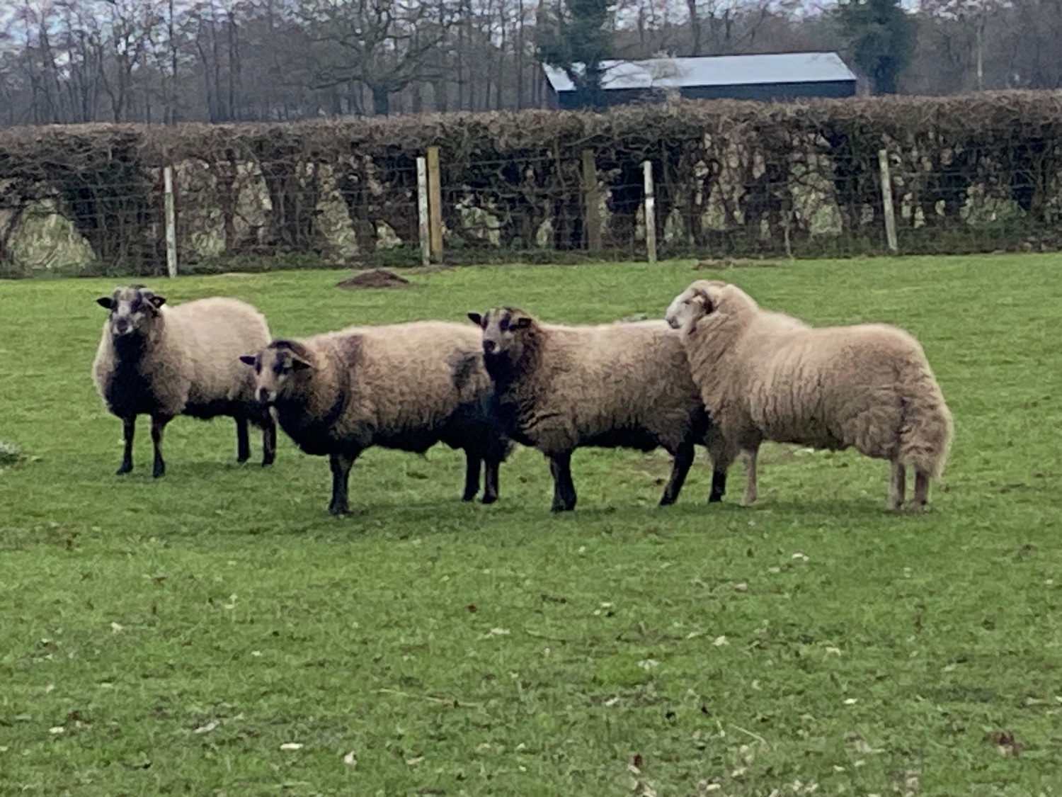 Badger face Welsh mountain sheep for sale Selection of ram lambs  