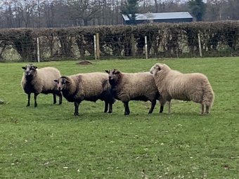 Badger face Welsh mountain sheep for sale Selection of ram lambs 