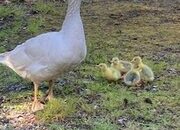 Day Old Embden Goslings 