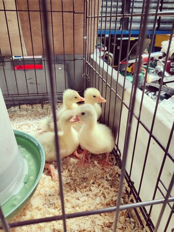 Day Old Embden Goslings 