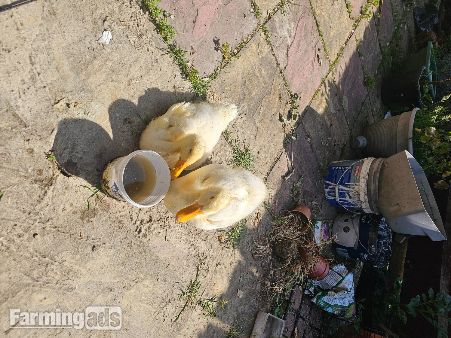2 Aylesbury Ducklings