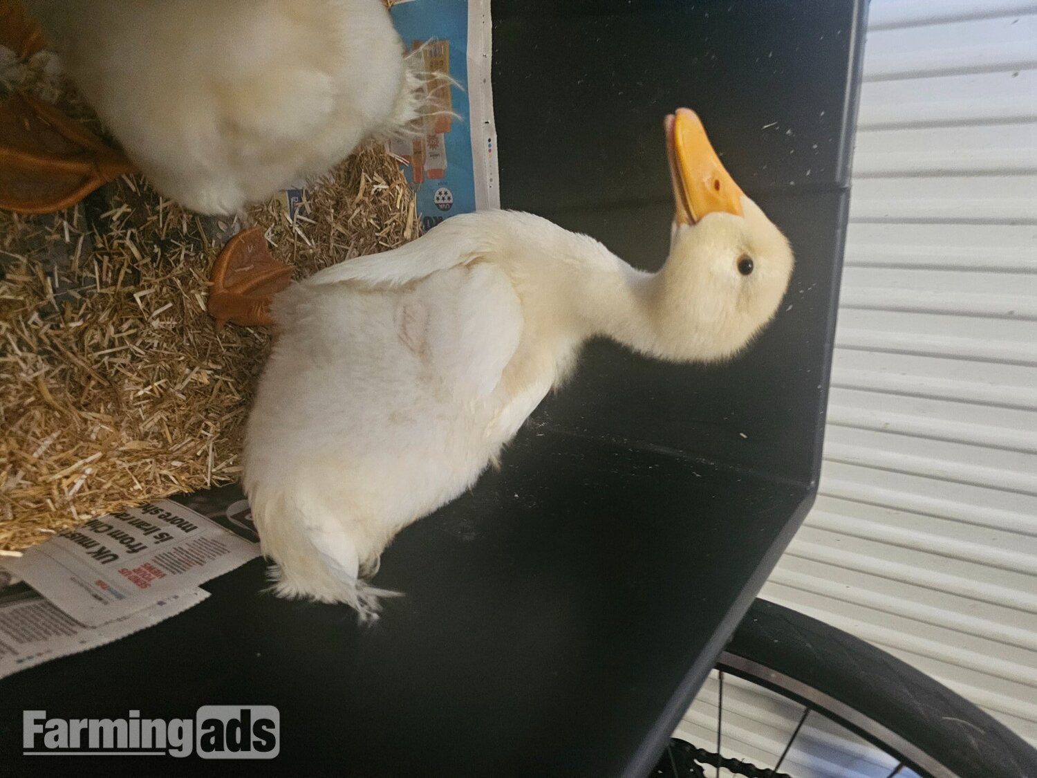  2 Aylesbury Ducklings