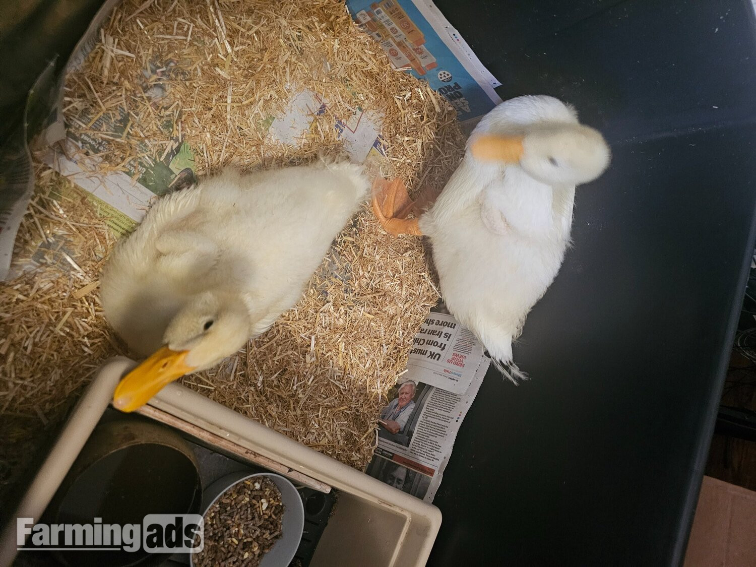 2 Aylesbury Ducklings - {CATEGORY}