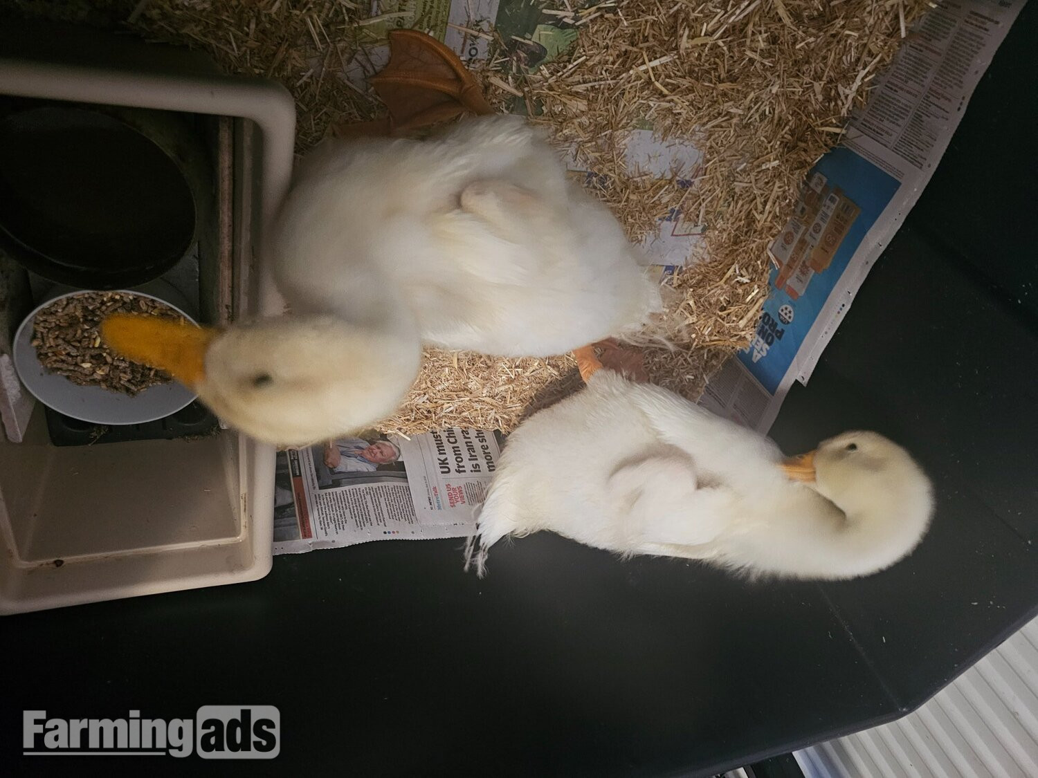 2 Aylesbury Ducklings - {CATEGORY}