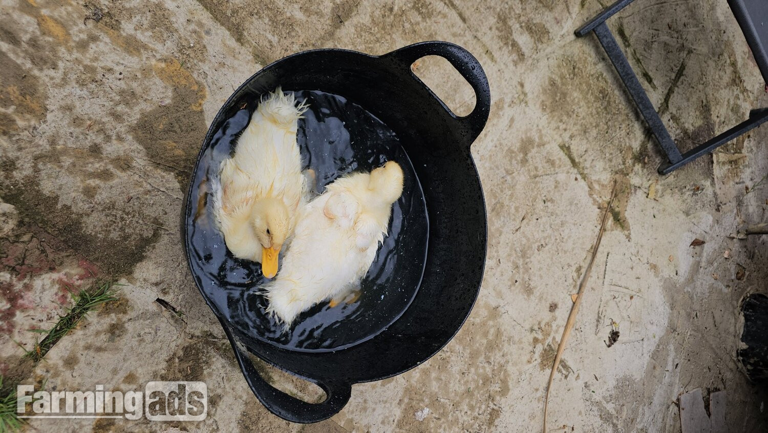2 Aylesbury Ducklings 