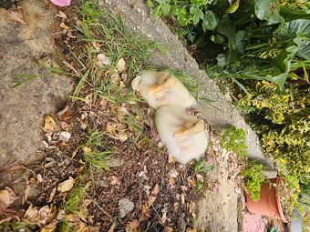 2 Aylesbury Ducklings For Free