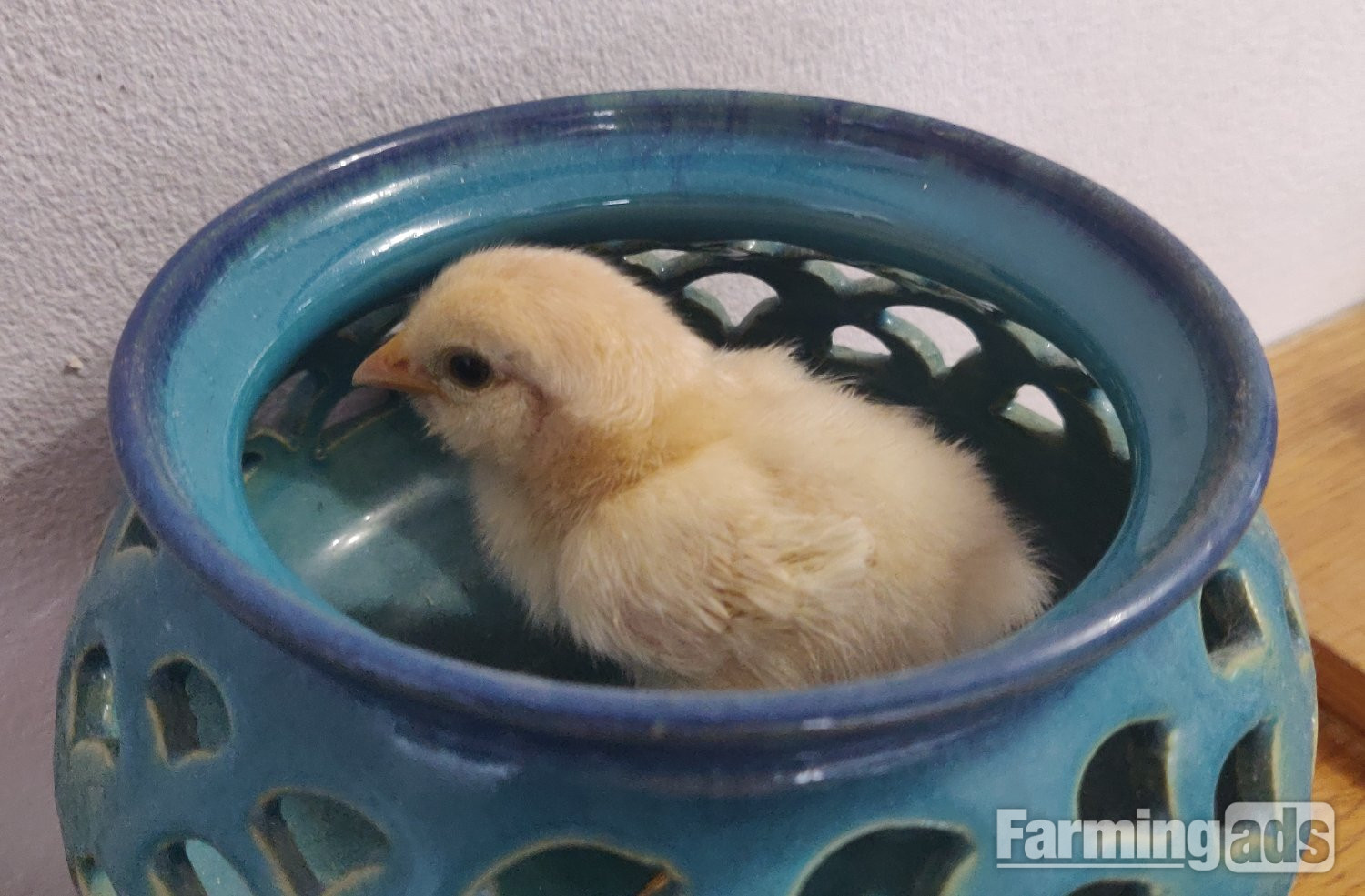 Newborn chicks for sale in London 