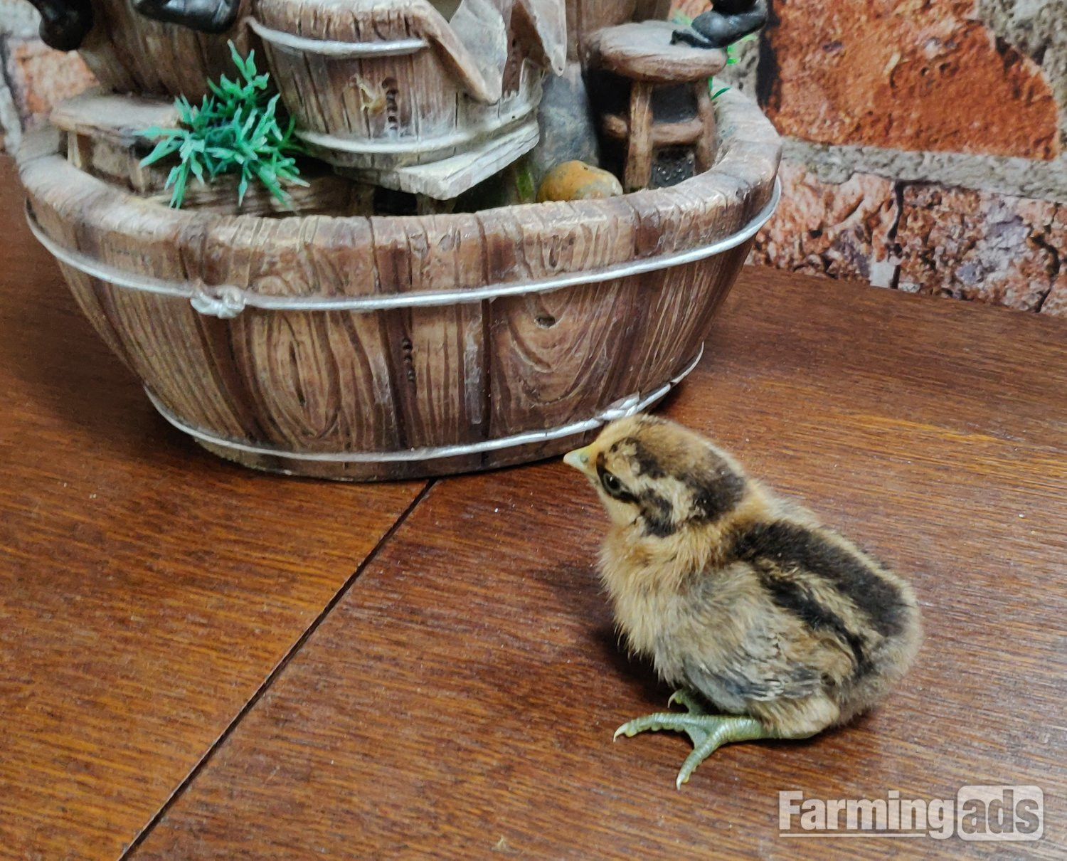 Newborn chicks for sale in London  - {CATEGORY}