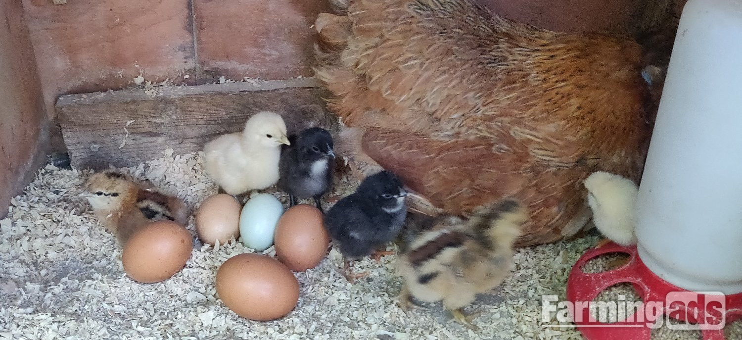 Newborn chicks for sale in London  - {CATEGORY}