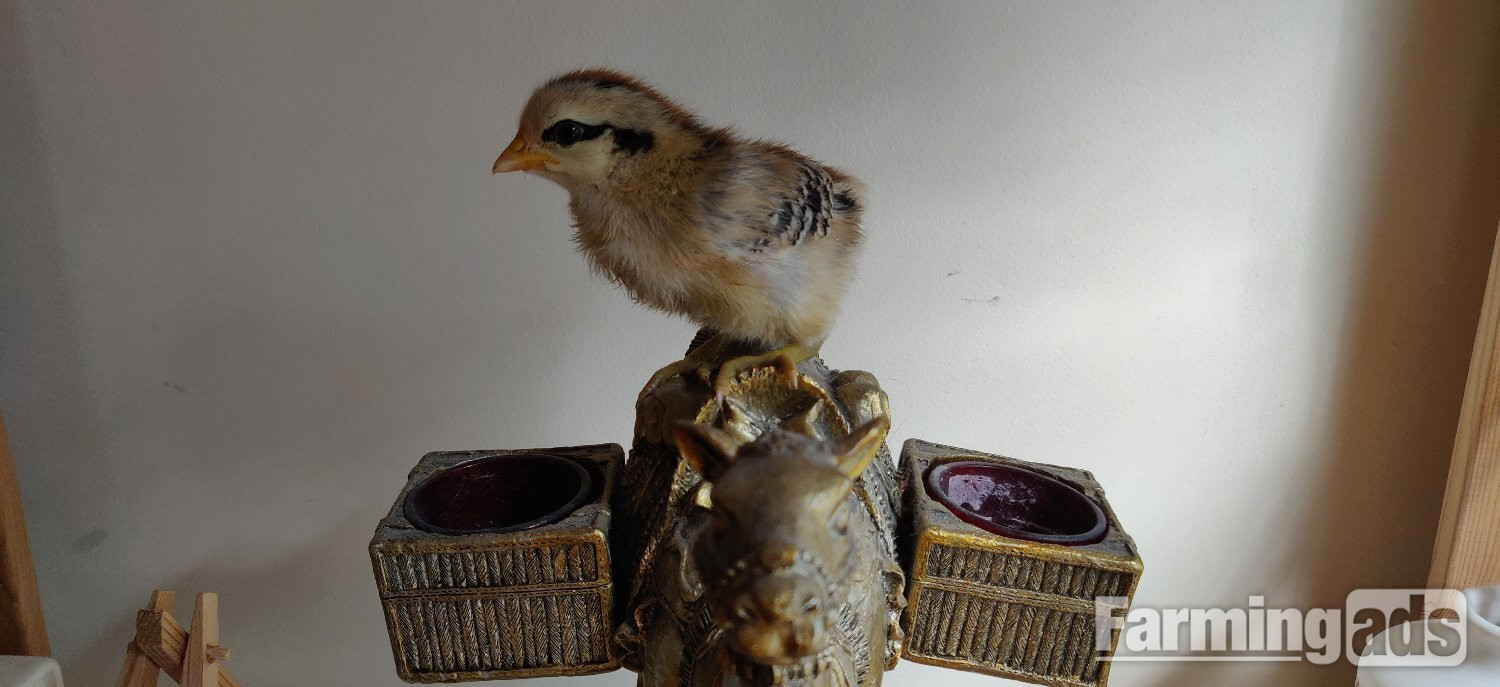 Newborn chicks for sale in London 