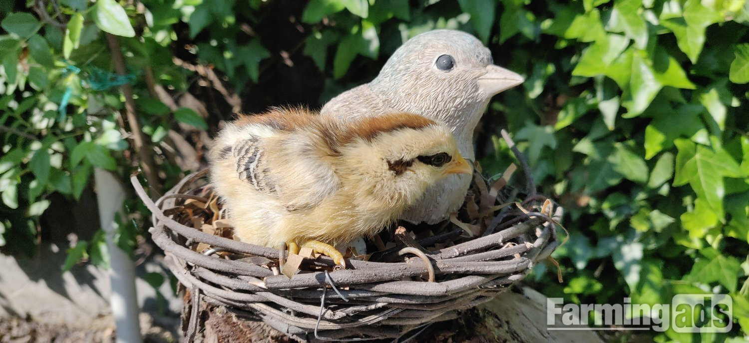 Newborn chicks for sale in London  