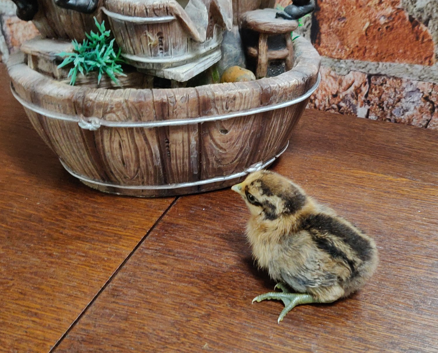 Newborn chicks for sale in London  - {CATEGORY}