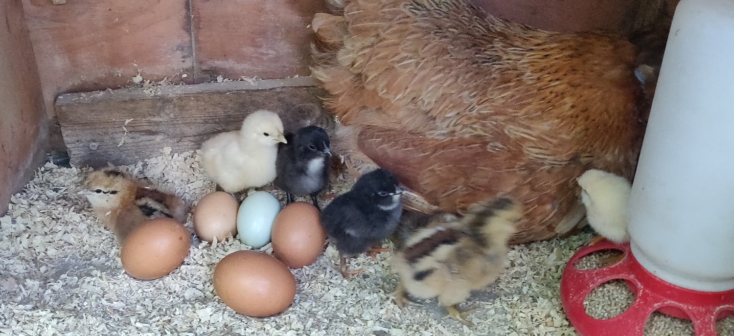 Newborn chicks for sale in London  - {CATEGORY}