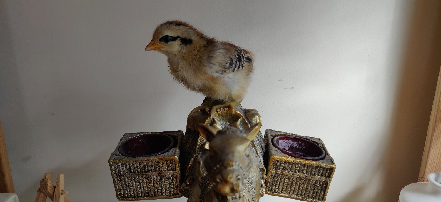Newborn chicks for sale in London 