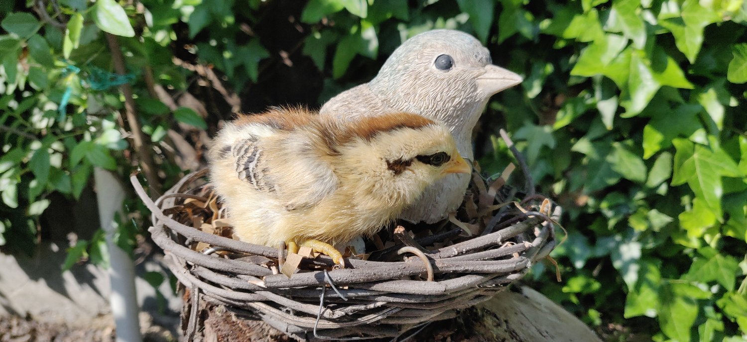Newborn chicks for sale in London  