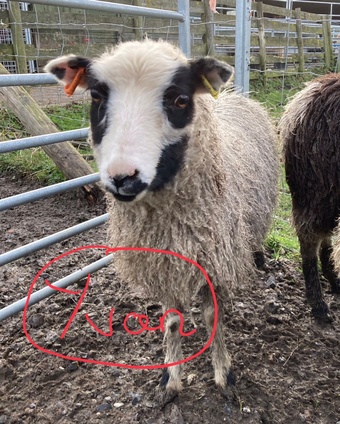 Shetland sheep wethers (castrated rams) for sale 