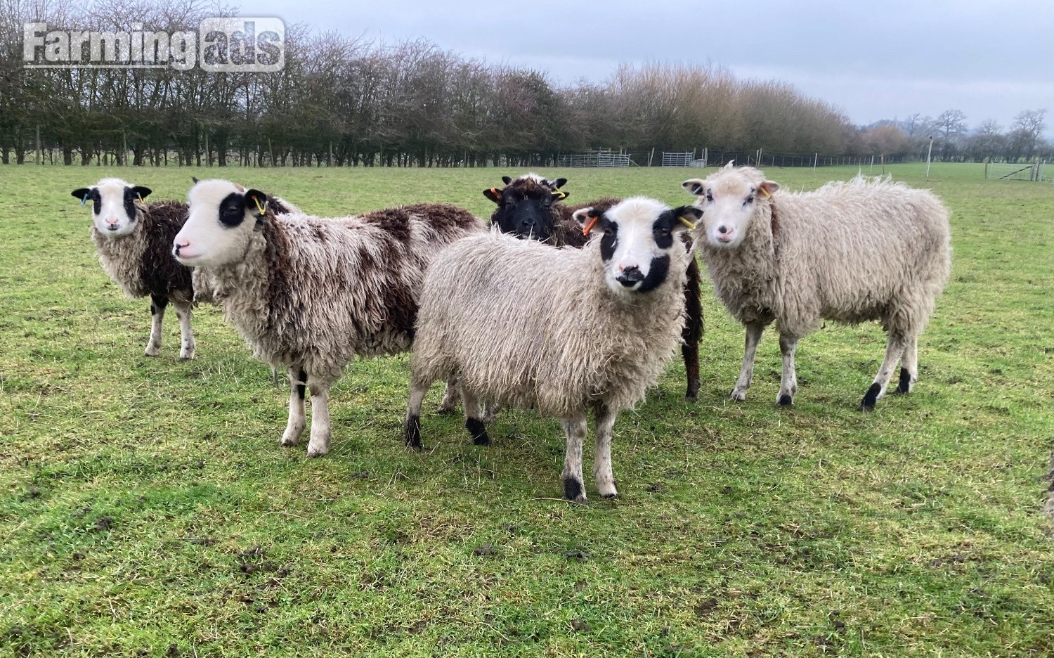 Shetland sheep wethers (castrated rams) for sale 