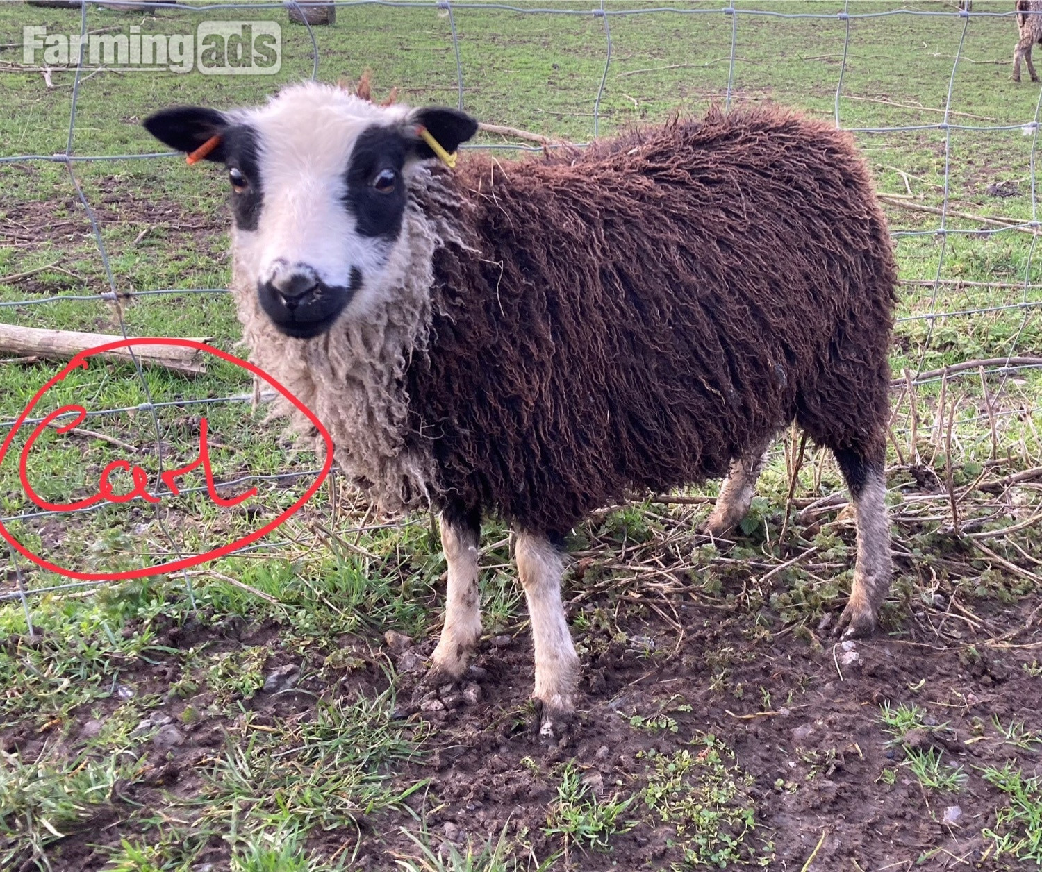 Shetland sheep wethers (castrated rams) for sale 
