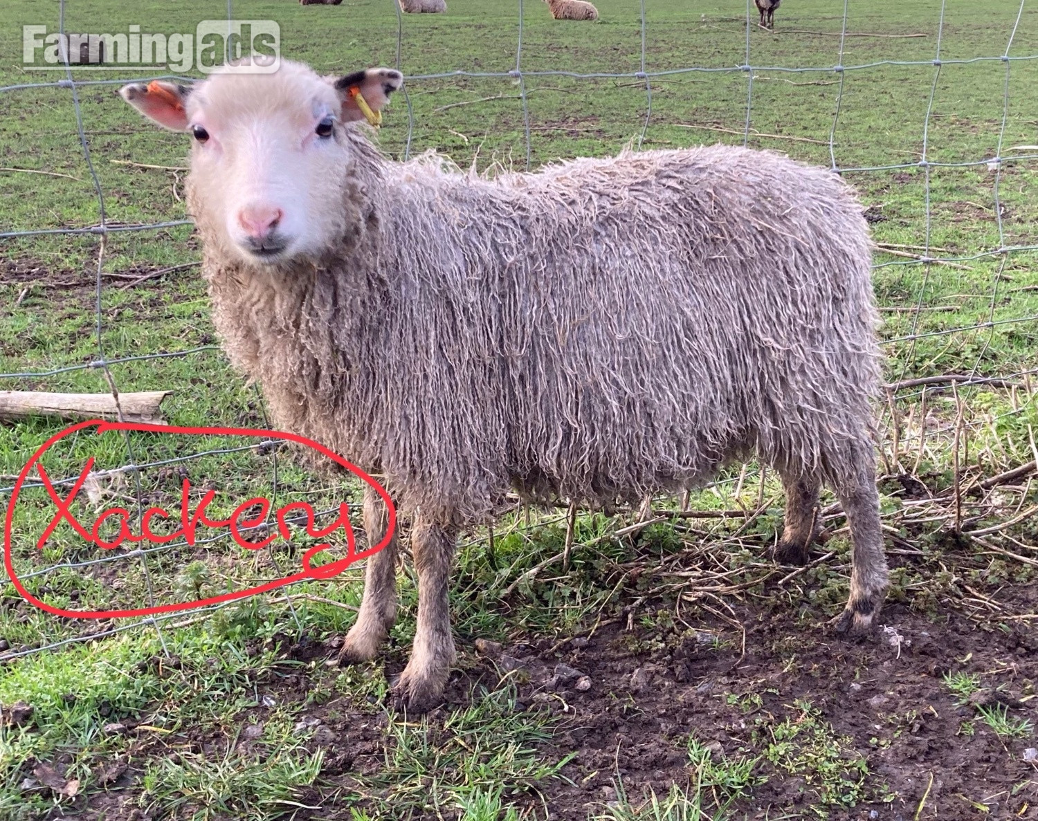  Shetland sheep wethers (castrated rams) for sale 