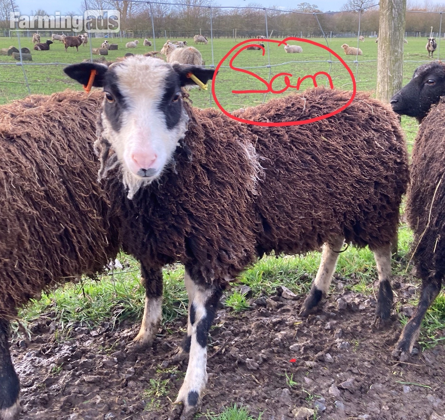 Shetland sheep wethers (castrated rams) for sale  - {CATEGORY}