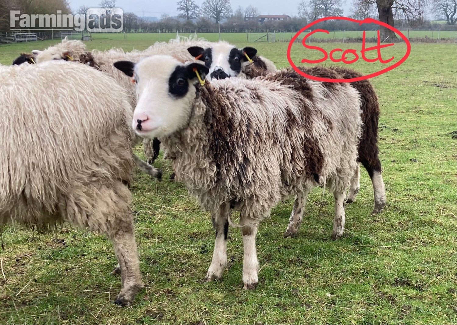 Shetland sheep wethers (castrated rams) for sale  - {CATEGORY}
