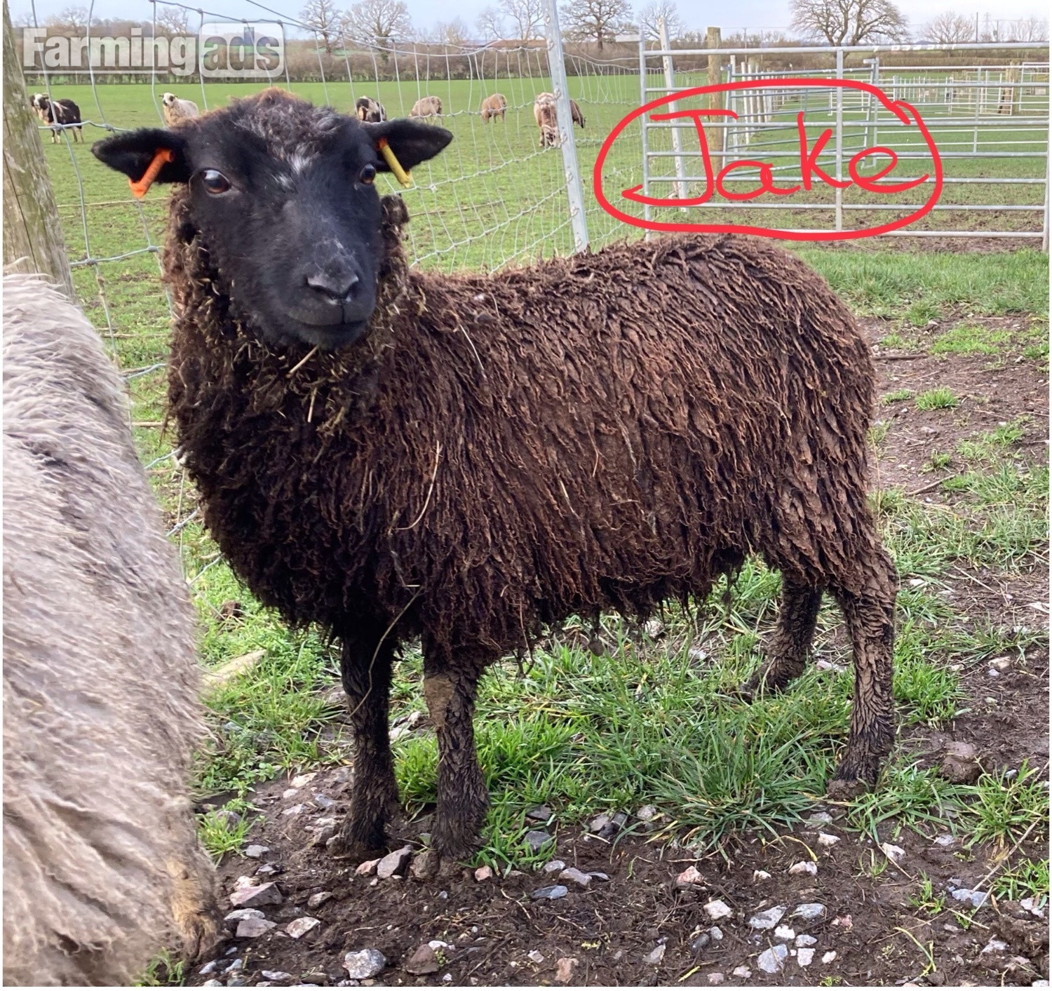 Shetland sheep wethers (castrated rams) for sale  