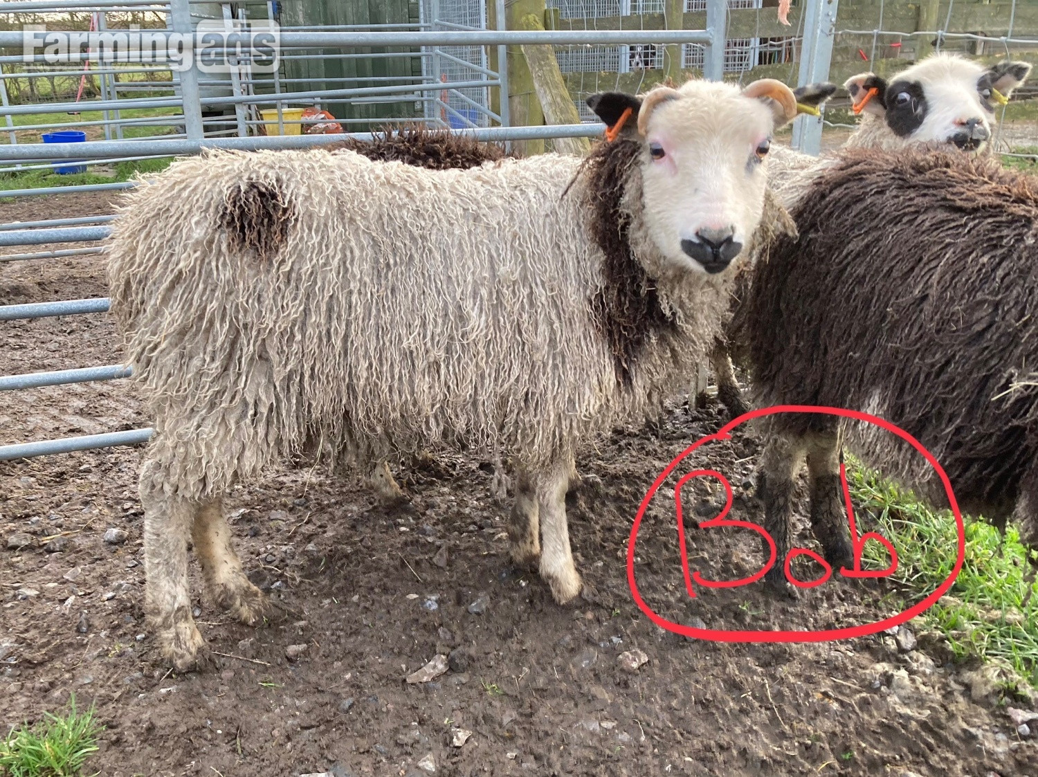 {CATEGORY} - Shetland sheep wethers (castrated rams) for sale 