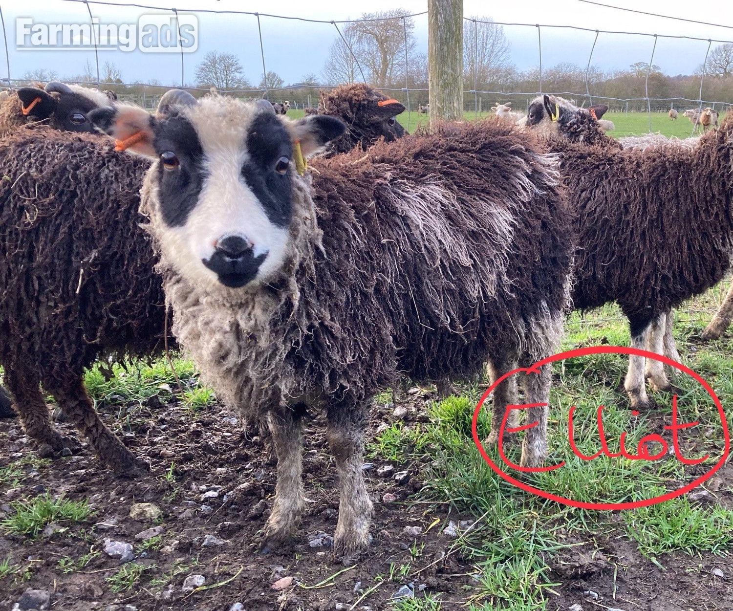 {CATEGORY} - Shetland sheep wethers (castrated rams) for sale 