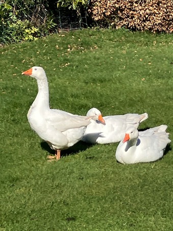 Embden Gander for sale