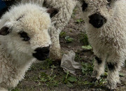 Valais black noses/crosses